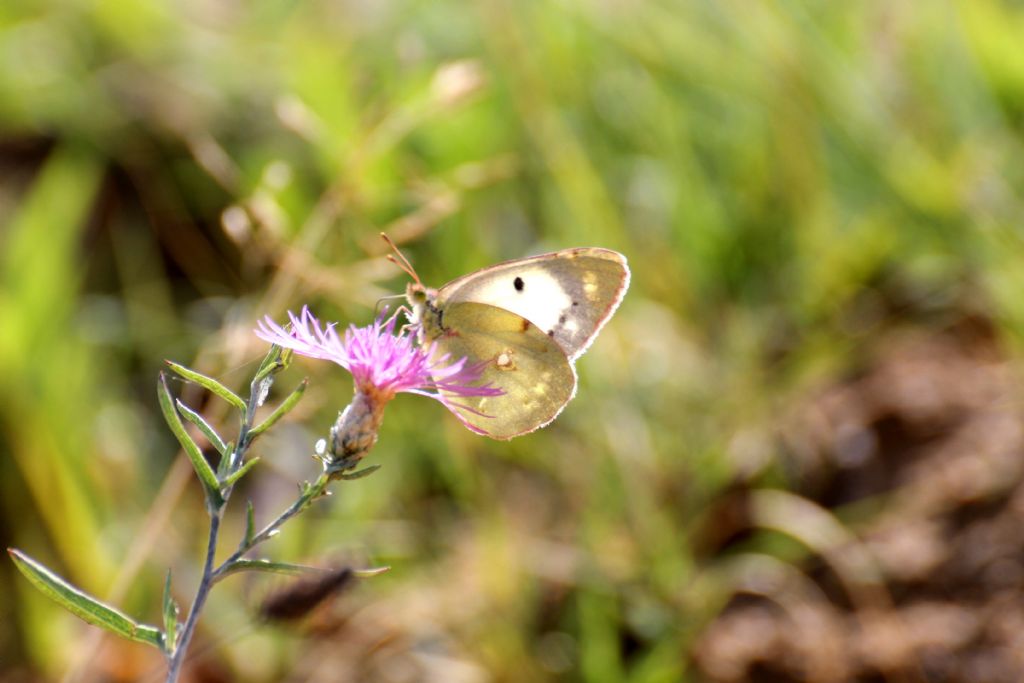 Colias crocea